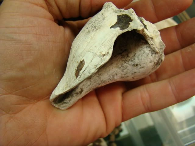 DSC02054-1.jpg