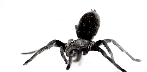 animated-spider-gif-9.gif