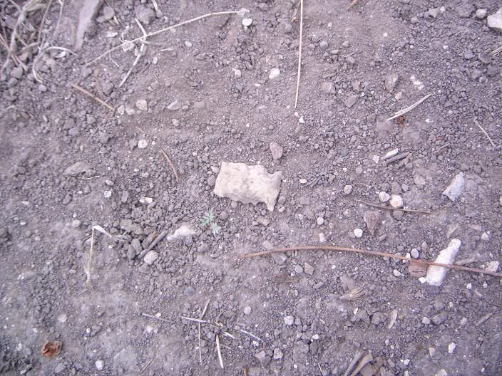CIMG1446.jpg