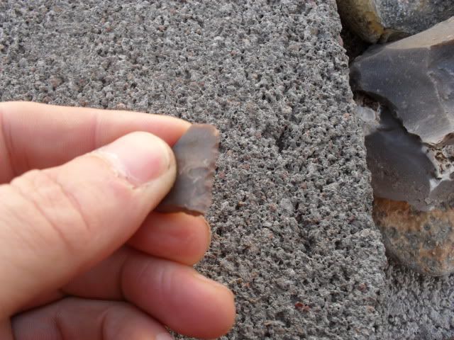 SDC10335.jpg