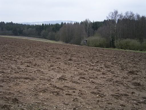 9Apr08RomanfieldWolf.jpg
