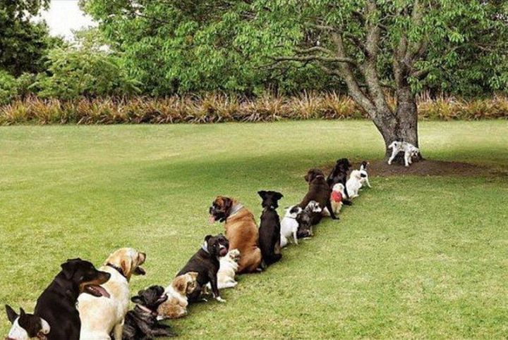 Dogs-at-tree.jpg