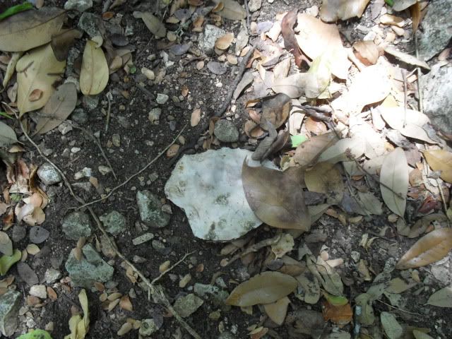 SDC10465.jpg