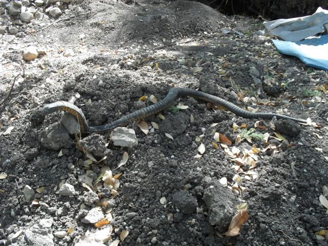 SDC10656.jpg