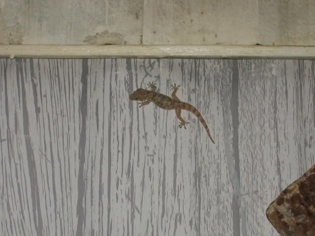 IMG_6023.jpg