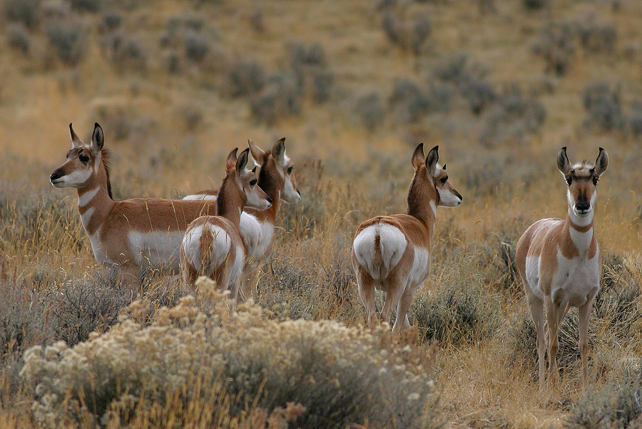 antelopedeer001_RT8.png
