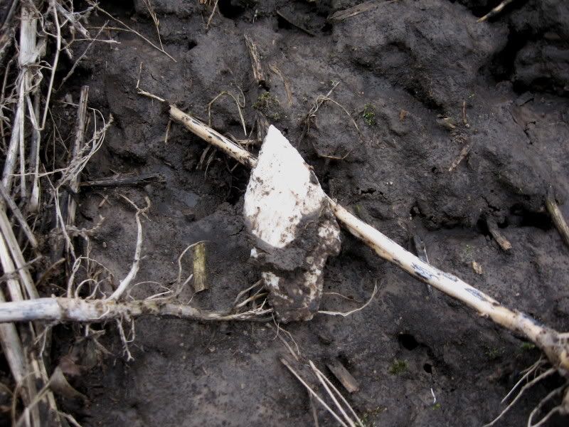 02-27-2009fieldhunt007.jpg