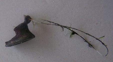 shoe1031092.jpg