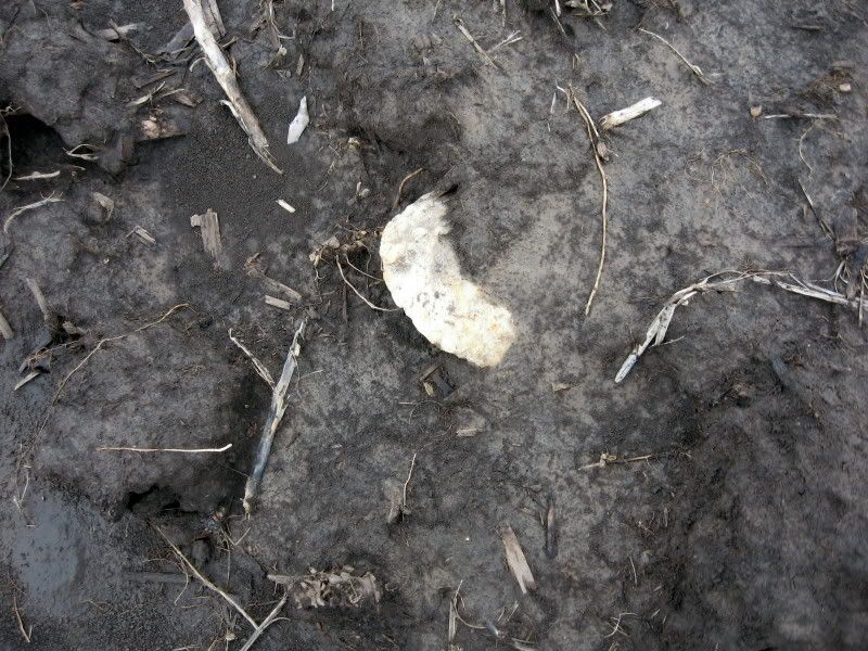 02-27-2009fieldhunt012.jpg