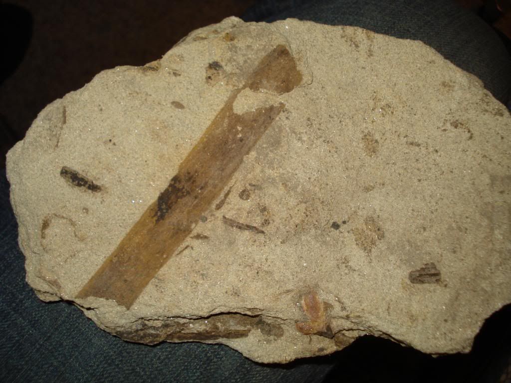 DSC05043.jpg