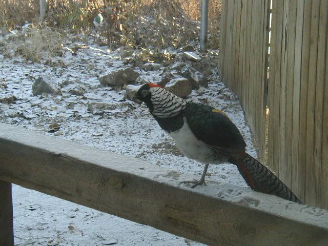 AmhearstPheasant.jpg