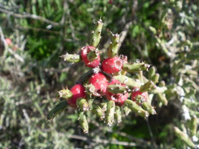 P1020389.jpg