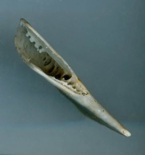 Shell0617083.jpg