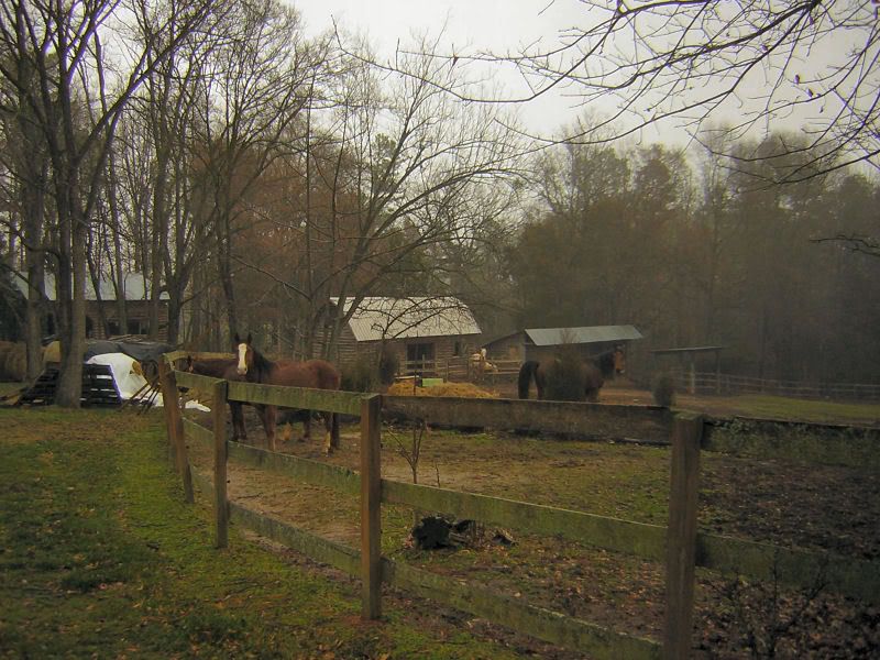Horses2.jpg