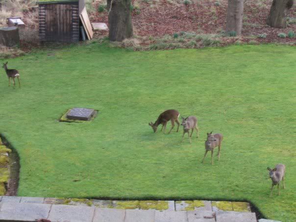 deer.jpg