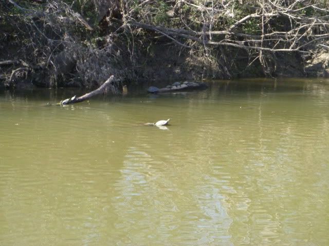 P1020410.jpg