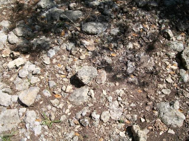 100_0707.jpg