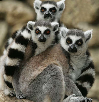 lemur8.jpg