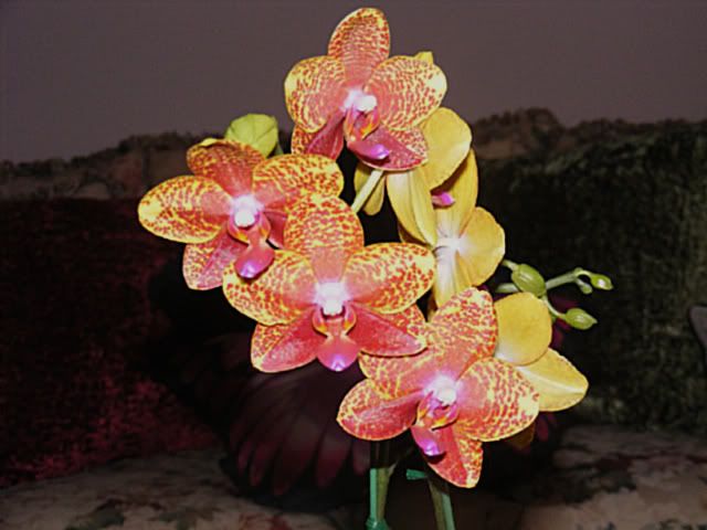 DSCF2375-1.jpg