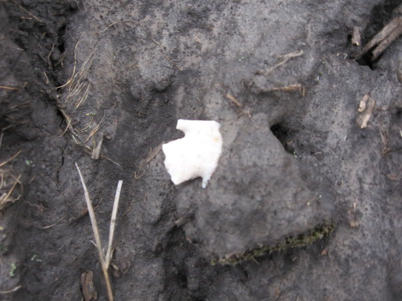 02-27-2009fieldhunt009.jpg