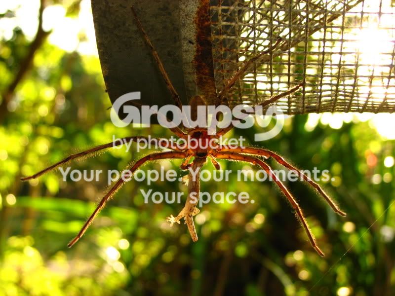 huntsman007.jpg