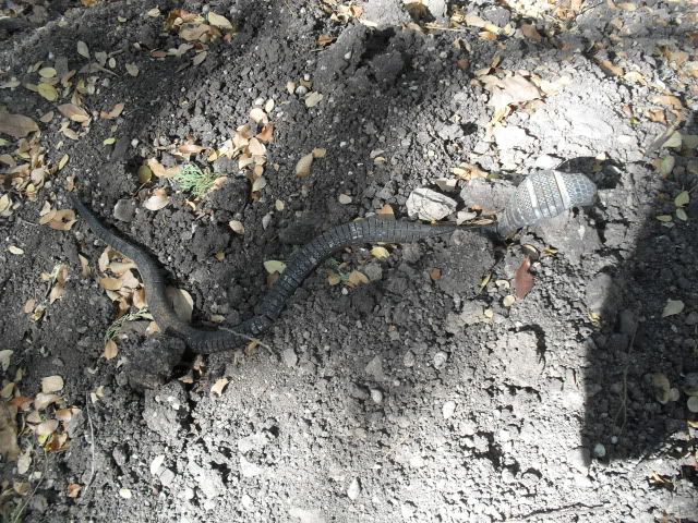 SDC10654.jpg