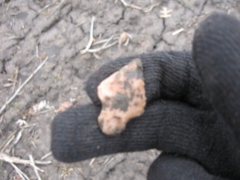 02-27-2009fieldhunt011.jpg