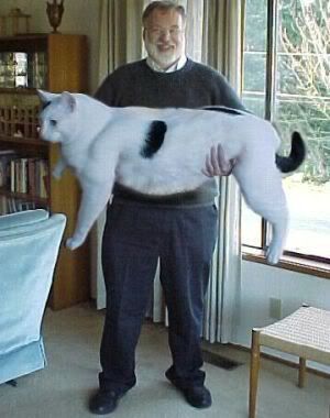 GiantHouseCat.jpg