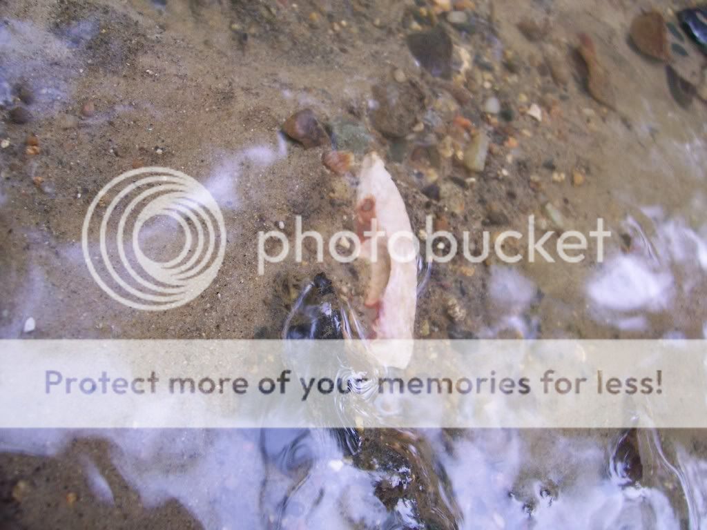 creekfinds009-1.jpg