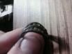 ring_zps2c7f270d.jpg