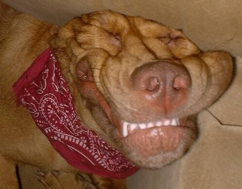 happydo44.jpg
