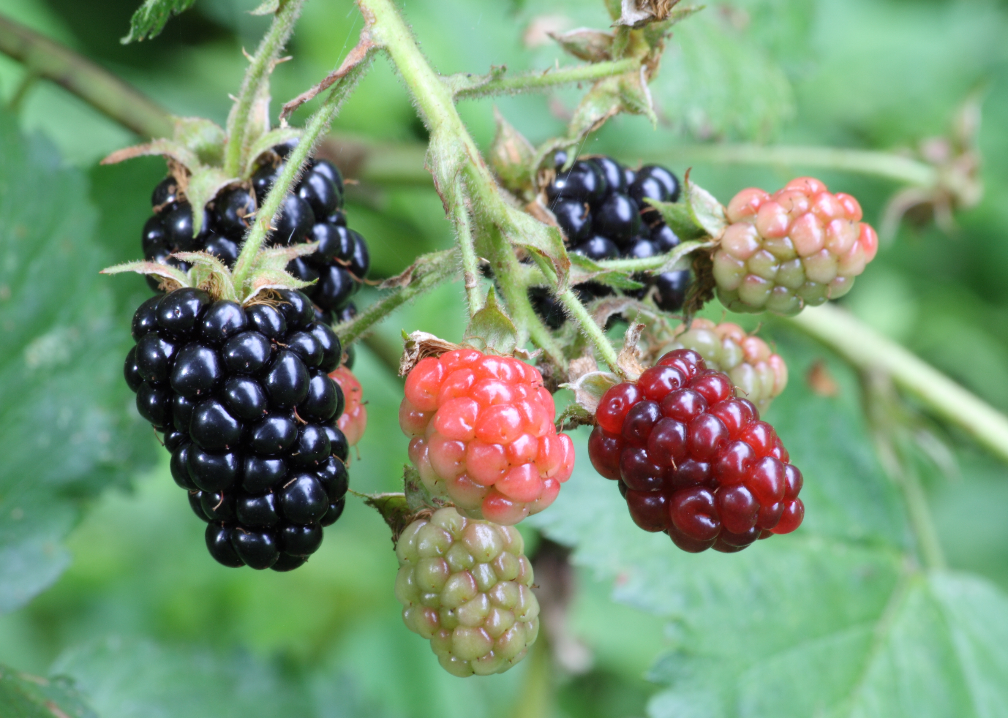 Ripe%2C_ripening%2C_and_green_blackberries.jpg