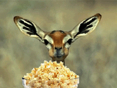 tumblr_n74kmm4z6i1sulifvo1_250.gif