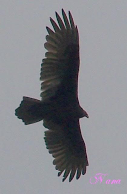 100_9137.jpg