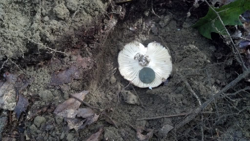 2012-10-08_11-35-16_795.jpg