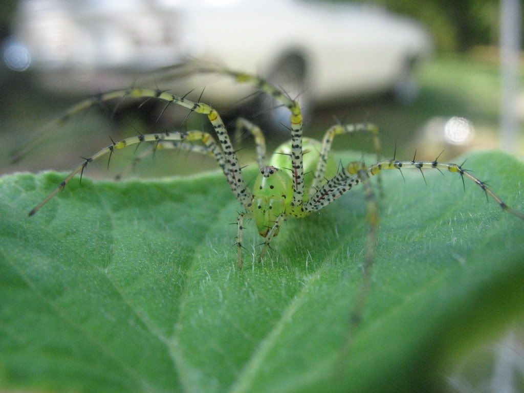 greenspider1.jpg