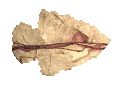 tn_arrow_head_.gif