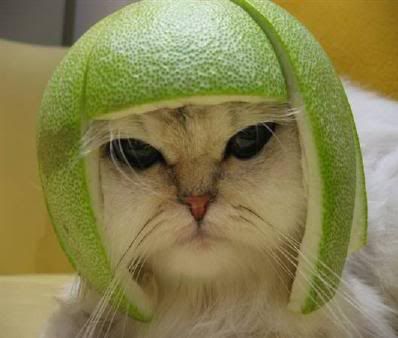 lime_cat.jpg