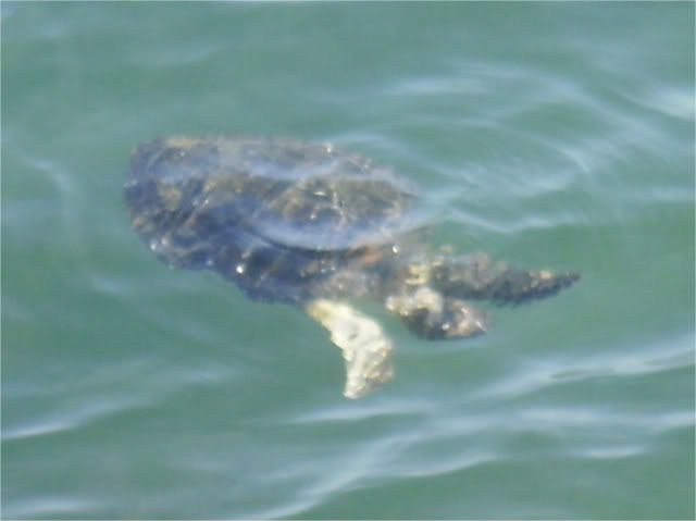 JuvieSeaTurtlesatJettyPark009.jpg