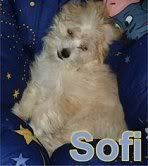 sofi-1.jpg