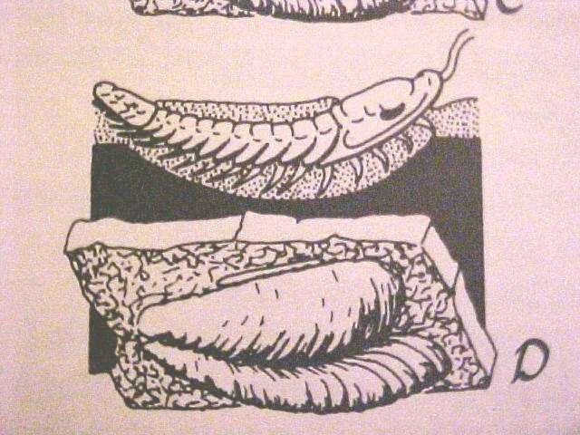 virginia-trilobite-ich001e.jpeg