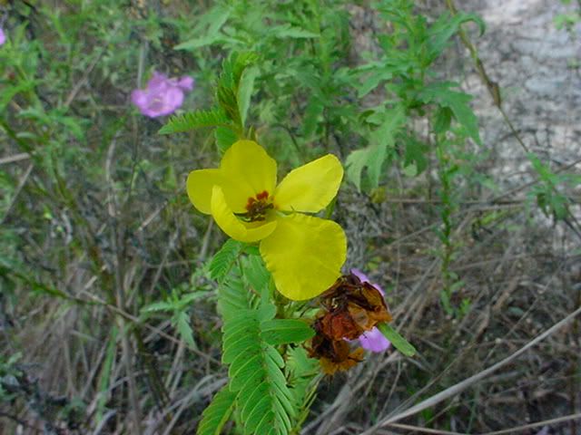DSC00797.jpg