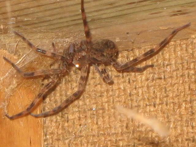 shedspider.jpg