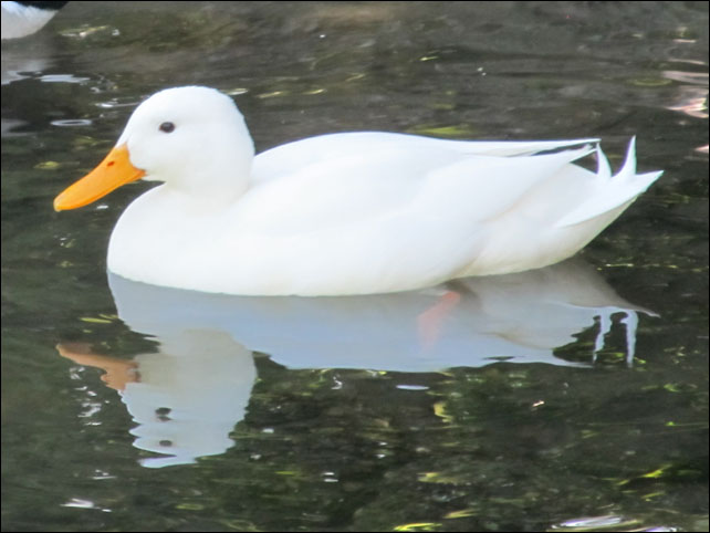 post_localducks_mallardwhite.jpg