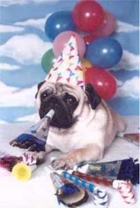 party_dog.jpg