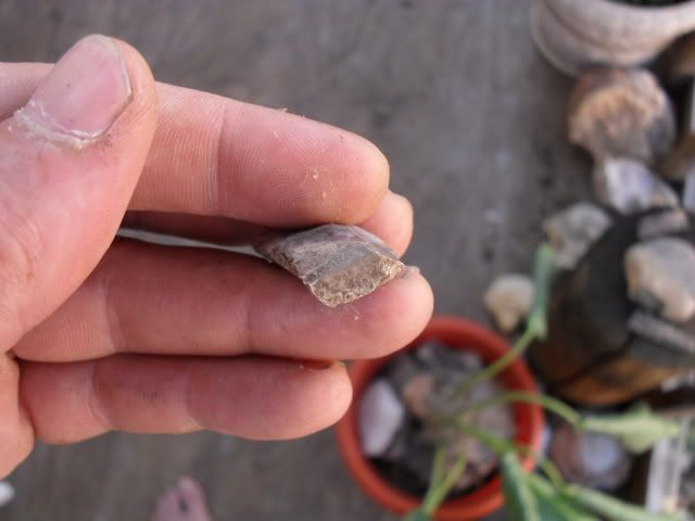 SDC10060.jpg