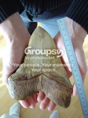 450px-Megalodon.jpg