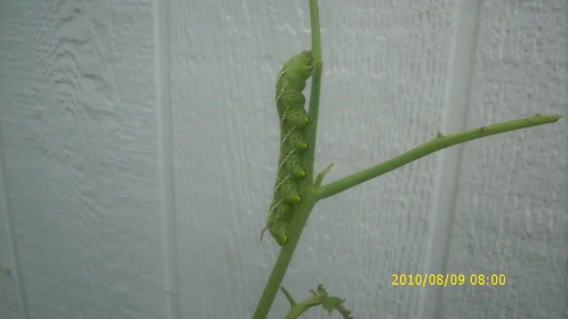 DSCI0036.jpg