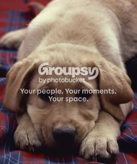sad_dog.jpg