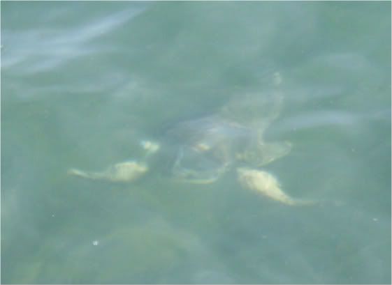 JuvieSeaTurtlesatJettyPark011.jpg